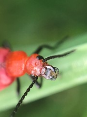 Rhyphonemognatha rufa