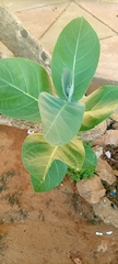 Calotropis procera