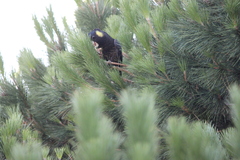 Zanda funerea whiteae