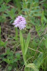 Neotinea tridentata tridentata