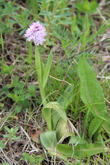 Neotinea tridentata tridentata