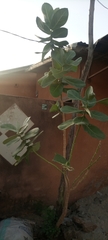 Calotropis procera