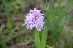 Neotinea tridentata tridentata