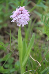Neotinea tridentata tridentata