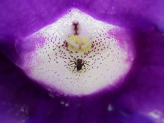 Hasarius adansoni
