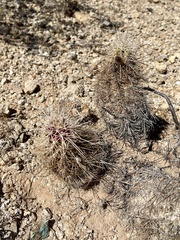 Echinocereus