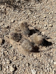 Echinocereus