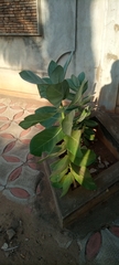 Calotropis procera image