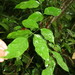 Lonchocarpus oliganthus - Photo (c) Daniel H. Janzen. Guanacaste Dry Forest Conservation Fund., alguns direitos reservados (CC BY-NC-SA)