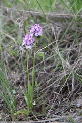 Neotinea tridentata tridentata