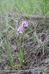 Neotinea tridentata tridentata