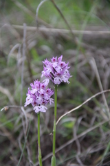 Neotinea tridentata tridentata