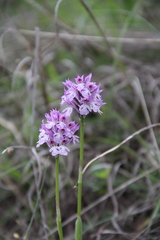 Neotinea tridentata tridentata