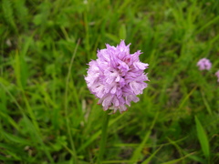 Neotinea tridentata tridentata