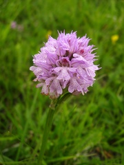 Neotinea tridentata tridentata