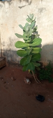 Calotropis procera