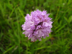 Neotinea tridentata tridentata