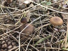 Strobilurus esculentus