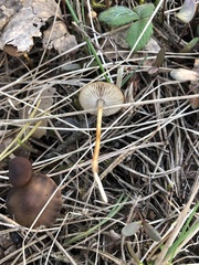 Strobilurus esculentus