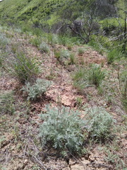 Artemisia fragrans