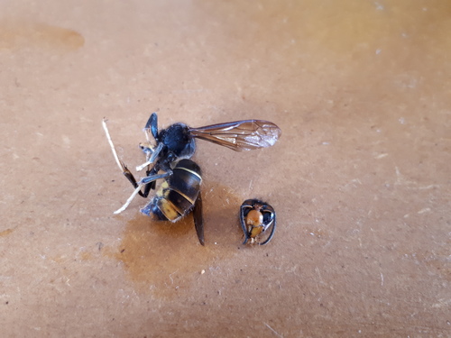 Asian hornet
