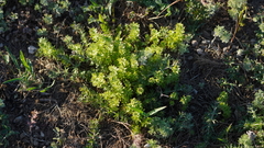 Galium humifusum