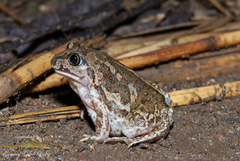 Pelobates vespertinus