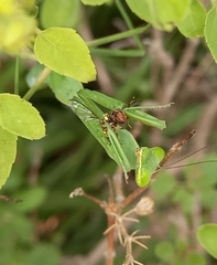 Hierodula membranacea