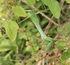 Hierodula membranacea