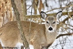 Odocoileus virginianus