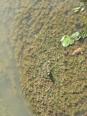 Hydrilla verticillata