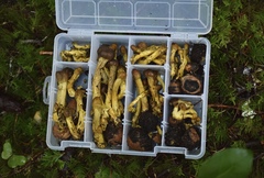 Tolypocladium capitatum