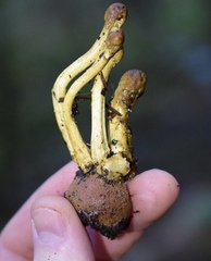 Tolypocladium capitatum