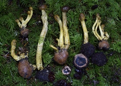 Tolypocladium capitatum