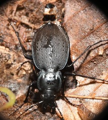 Carabus goryi