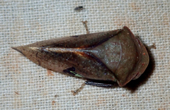 Clinonana mirabilis