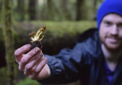 Tolypocladium capitatum