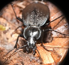 Carabus goryi
