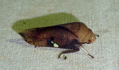 Clinonana mirabilis