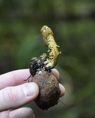 Tolypocladium capitatum