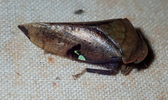 Clinonana mirabilis