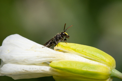 Hylaeus ater