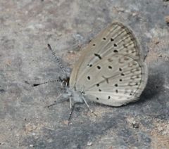 Zizeeria knysna knysna