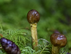 Tolypocladium capitatum