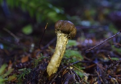 Tolypocladium capitatum