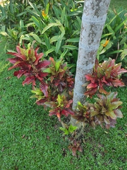 Codiaeum variegatum cavernicola