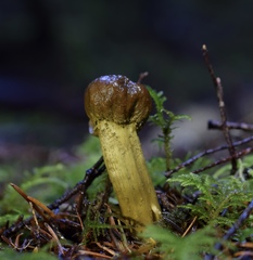 Tolypocladium capitatum