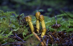 Tolypocladium capitatum