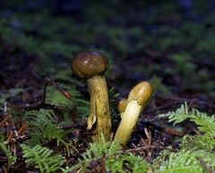 Tolypocladium capitatum