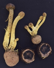 Tolypocladium capitatum